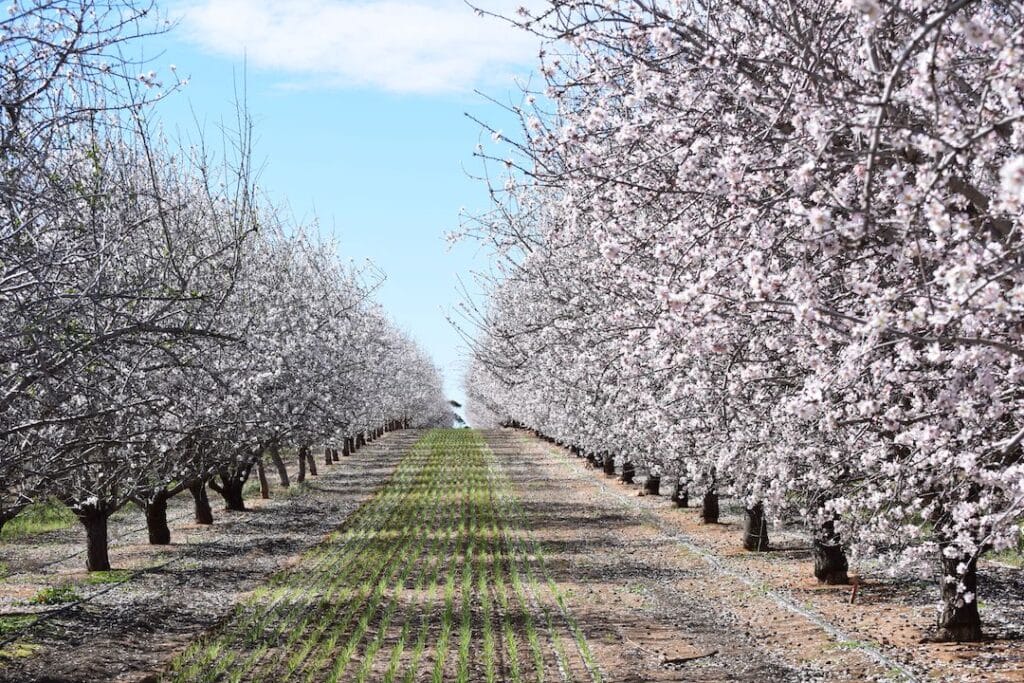 Australian Almond Orchard